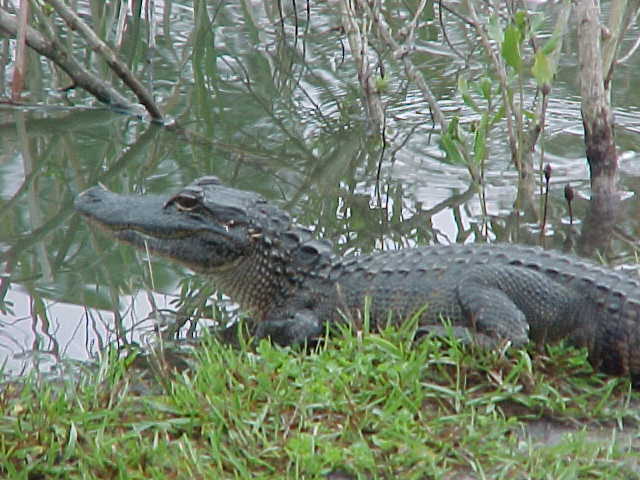 Florida wildlife, original Agnitti family photograph