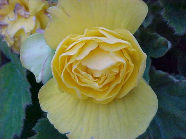 FLOWER 1.jpg