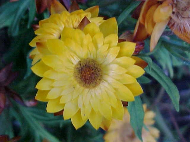 FLOWER 2.jpg