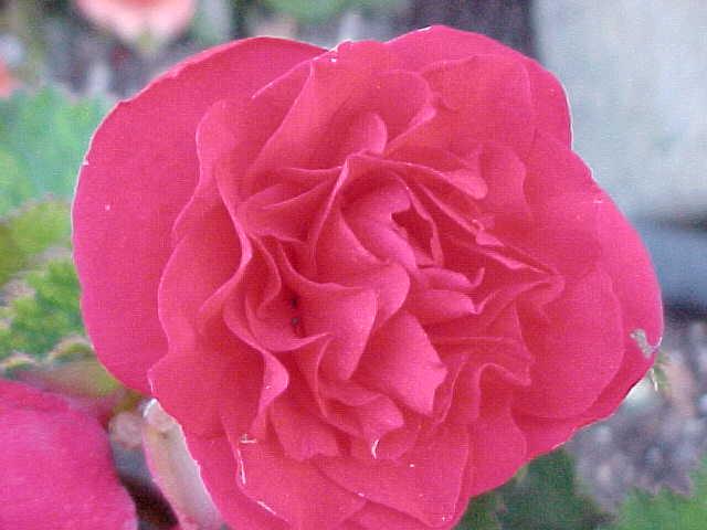 FLOWER 4.jpg