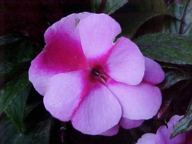 FLOWER 5.jpg