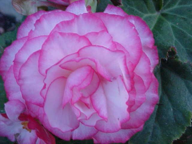 FLOWER 6.jpg