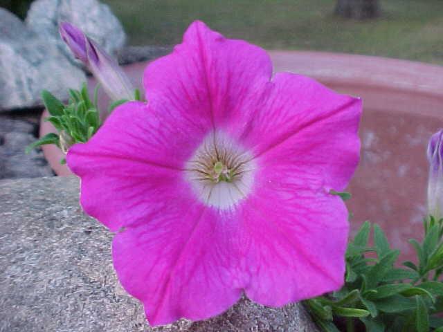 FLOWER 7.jpg
