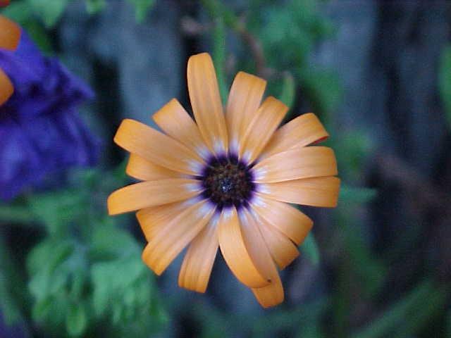 FLOWER 8.jpg