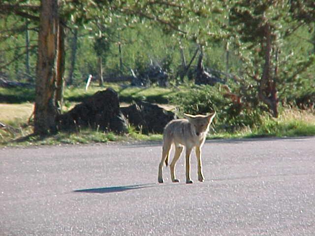 COYOTE YOSEMITE.jpg