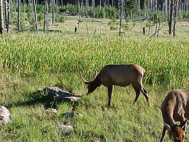 ELK YOSEMITE.jpg