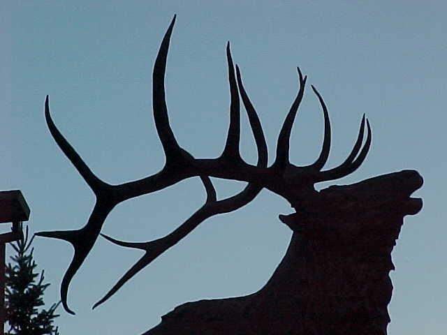 MOOSE GRAND TETON AREA.jpg
