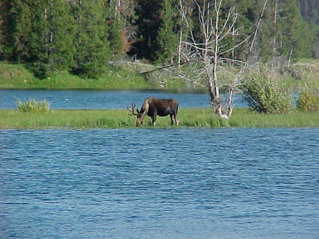 MOOSE GRAND TETON.jpg