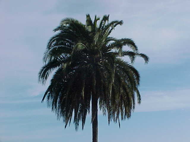 palm tree.JPG