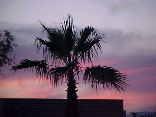 sunset palm tree.JPG