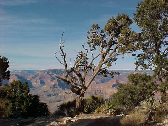 CANYON TREE.JPG