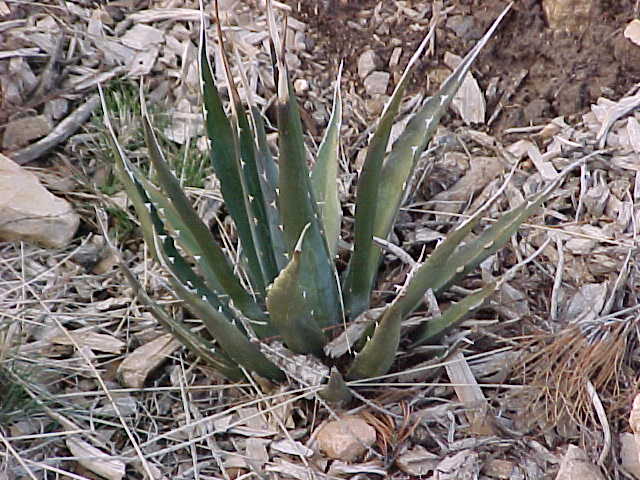 CATUS.JPG