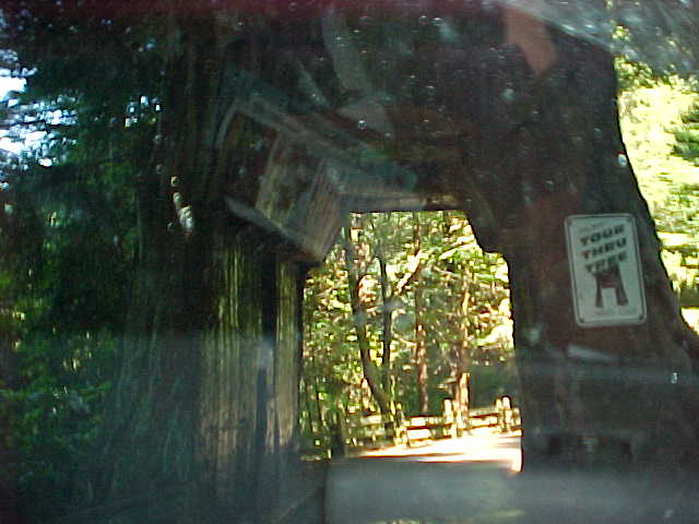 Covered bridge / woodland scene
