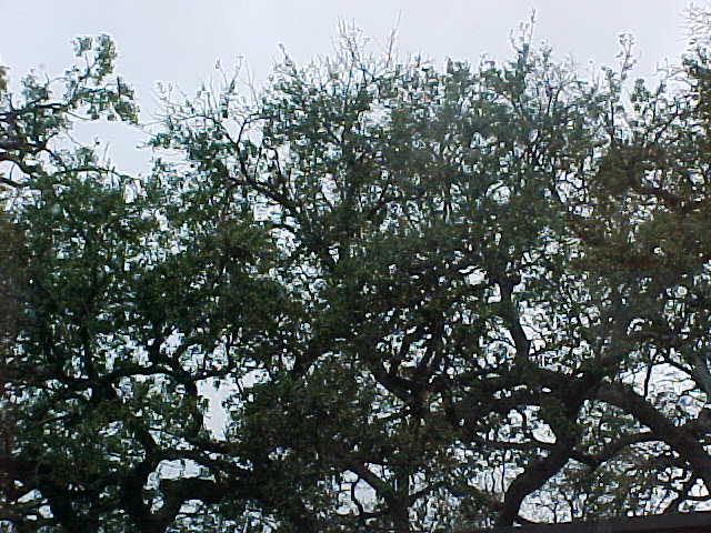 Large tree / roadside landscape
