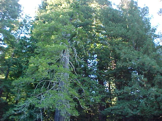Wooded landscape