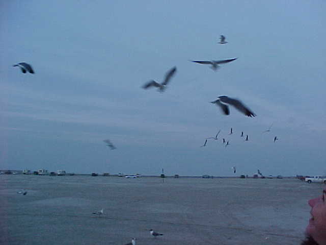 Gulls / coastline